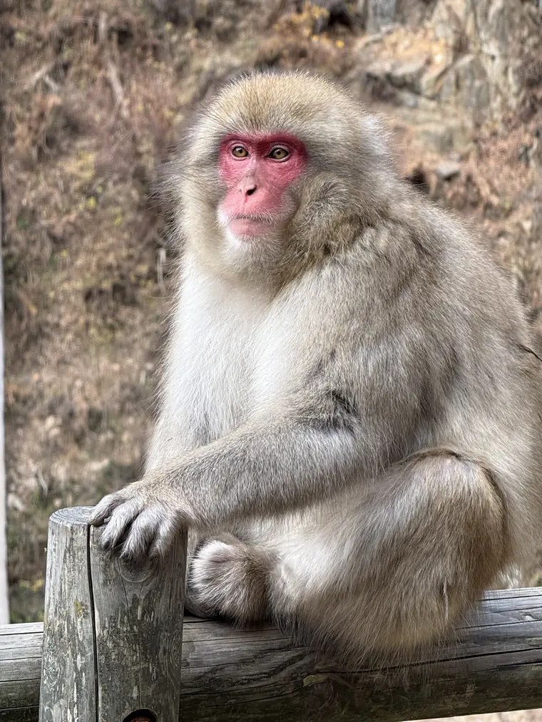 Nagano, Japón